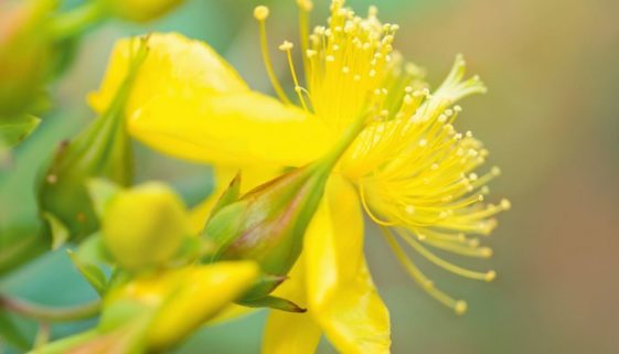 hypericum-perforatum-l